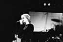 the Teardrop Explodes